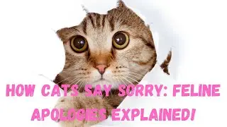 How Cats Say Sorry: Feline Apologies Explained!