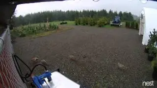 Copy of Pheasant In the backyard