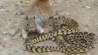 Snake vs Squirrel - AMAZING ANIMALS FIGHT