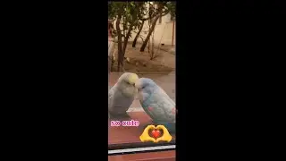 Colourful love bird  with music ❤️#kissing #bird #live//LEA CAT CHANNEL 🐈 😻