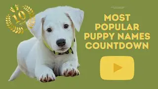 The Top 10 Most Popular Dog Names of Recent Times - A Countdown Adventure