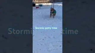 Stormie potty time always very quick #Dogshorts#doglovers#doglife.