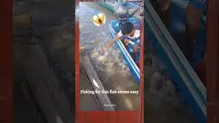 the most dangerous fish in the world #fish #piranha #shorts #shortvideo #shorttrending
