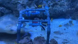 Turtle Scrub Dance
