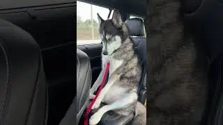 My dog was on another planet after the vet&hellip; #dogsofyoutube #dog #dogs #husky #huskies #vet