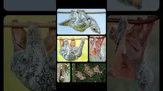 The Colugo, also known as a 