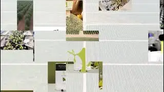 مزرعة المليون شجرة لزيت زيتون الجوف افضل زيت زيتون milliontrees.sa