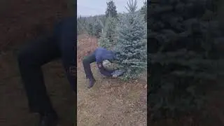 Cutting down Christmas tree with Ego 1604/CS1600.