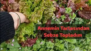 TARLA ve SERAMIZDA NELER VAR NELER⁉️ #aralık #köyhayatı #tarla #köydeyaşam #giresun #karadeniz #köy 