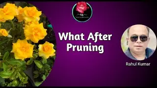 प्रूनिंग के बाद की महत्वपूर्ण जानकारी / Important informations and Treatment after Pruning of Roses
