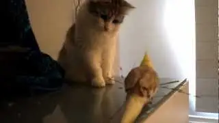 Cat and Cockatiel