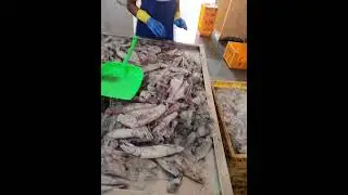 Onam Uthradam Squid Season #alappuzha #squid #reprocessing #kerala #seafood #fish #onam #work #china