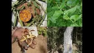 Medicinal Rice P5O Formulations for Holcolemma Excess: Pankaj Oudhia's Medicinal Plant Database