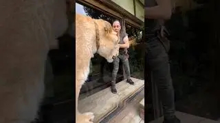 Lion Leopard Beast #trending #viral #shorts @PetZoo840