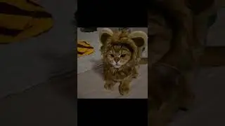Nem akarok oroszl&aacute;n lenni😾&eacute;n kiscica vagyok😅🐈🤭/Angry Lion Cat
