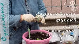 Fuchsia cuttings: Svetlana Makushina's experience, presentation at the 2025 Fuchsia Festival