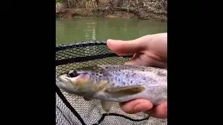Fishing a remote Oregon river for brown trout