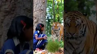 open tiger attack #tiger #viral #animal #shorts