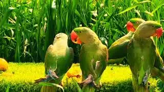 Talking Parrot videos | Ringneck babyParrot |Alexander parrot vidio | # viral video# USAtalk parrot