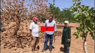 #Antepfıstığında,  aşırı ve dengesiz sulamadan kaçınmak gerekir.