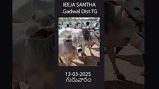 Ieeja Santha Videos #nkfarm #agriculture #chicken #ox