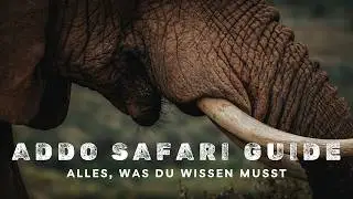 Addo Elephant Nationalpark | Alles, was du für deine Safari wissen musst
