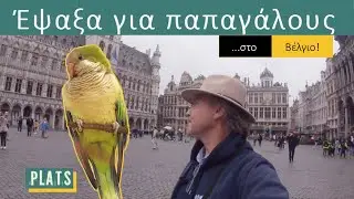 Έψαξα για παπαγάλους ...στο Βέλγιο!