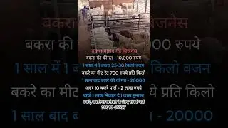 Goat Business #goatfarm 9001065527 #goatfarm #goatfarming #bakramandi #animals #farming #facts
