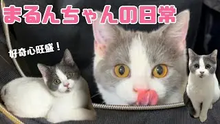 まるんちゃんの日常