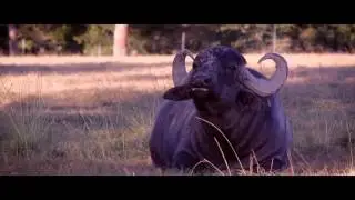 Top Hand Texas Exotic Game Ranch Ranch