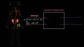Böyrəklərlə tanış ol! | Sidik-ifrazat sisteminin fiziologiyası
