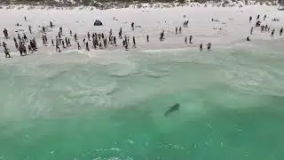Shark Swims Close to Beachgoers