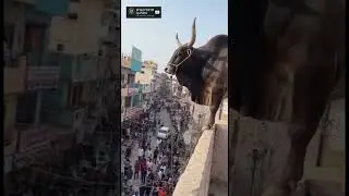 Heavy Jump 😯😮 | Strong Bull | #shorts