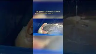 crab farming system,How to set up this system?