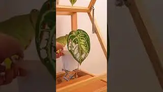 Build a home for my flowers and plants, hope they live longer 💥 #youtubeshorts#viral