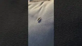 Real Life Alien footage.  AFTER the lightning bug / fire fly.