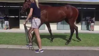 Sale time Snippets - Analysing a Yearling Action