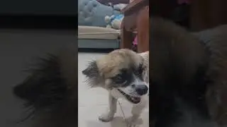 #dog #youtubevideos #pubgplayerunknownsbattlegrounds #mmo2023 #alanwalker #funny #beatbox #baby