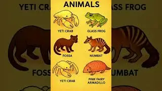 🌍 Rare & Mysterious Animals You&rsquo;ve Never Seen Before! 🦀🐸🦊