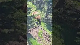 bear on trail near Mt Rainier