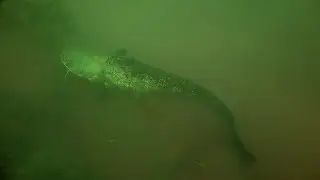Tauchen im Jägerweiher mit kleinem Wels und Gandalf dem Grauen.