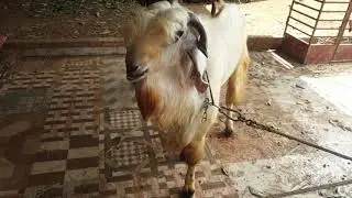 70kg jamnapyari goat crossing available | Nilambur  Agro Farm | 96335 61173 | 8547052061
