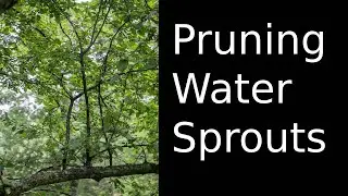 Pruning Water Sprouts on Bradford Pear
