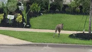 8-year-old attacked by coyote in Frisco neighborhood; three coyotes removed