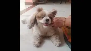 Today bruno hairstyle 🐶#subscribe #pets #doggielife #cute #ytvideo #shihtzulove #lovingdog