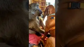 Cindy the Baboon saying hello to Rigby the Puppy.🥹😊 #cuteanimal #cindy #love