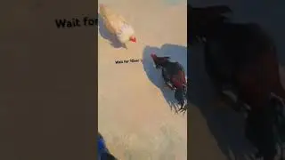 wait for 10sec to fight || mushka bs heera #aseel #viralshorts #trending #goviral