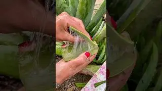 How Aloe Vera Gel is Made