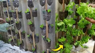 DIY vertical vegetable garden from plastic bottles at home