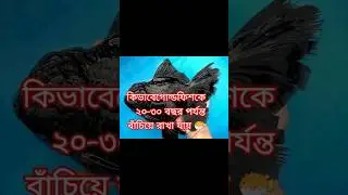 কিভাবে গোল্ডফিশকে  ২০&ndash;৩০ বছর পর্যন্ত বাঁচিয়ে রাখা  যায়🐡| How to care goldfish🙂